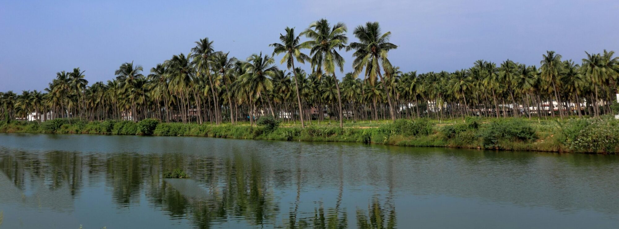 Outdoor view overlooking large lake with tropical landscaping